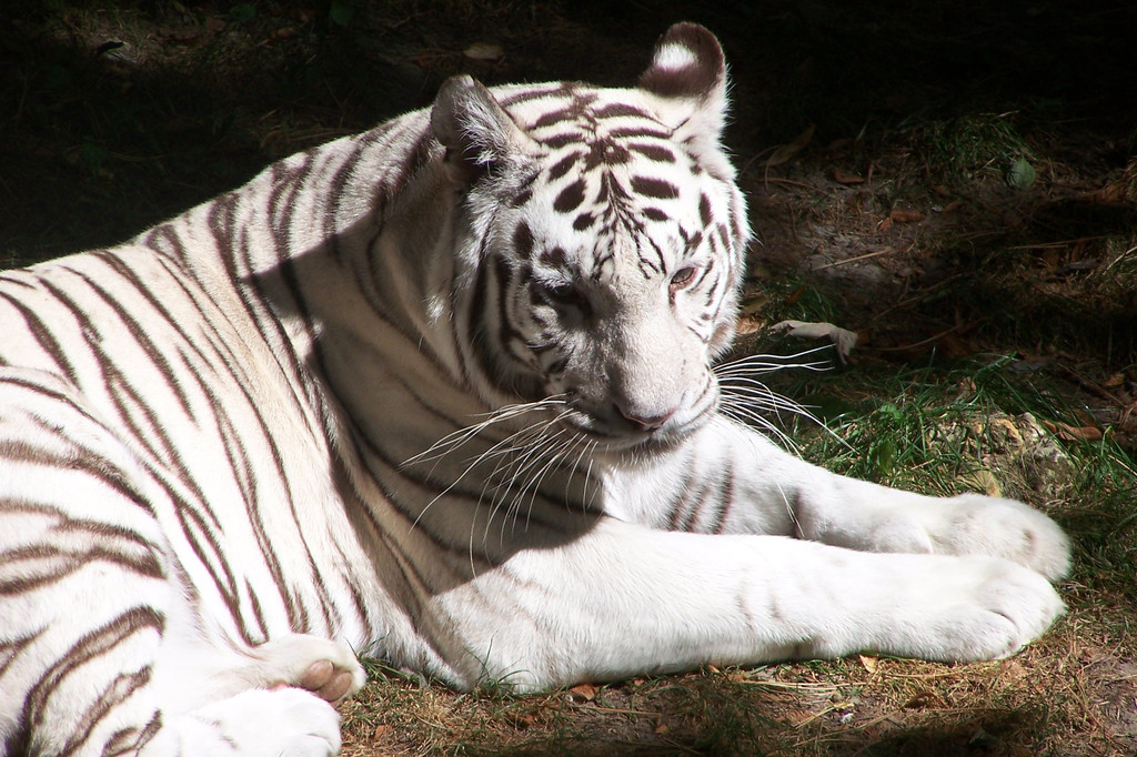 Бенгальские тигры пенза. Белый тигр самец. Белый тигр внешний вид. Бенгальский тигр с синдромом Дауна. Самый большой белый тигр.